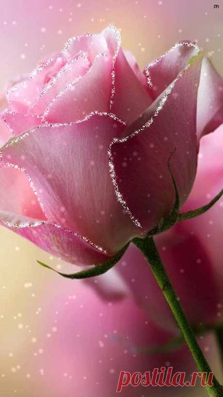 Мерцающая розовая роза - Розы