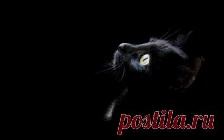 Чёрный кот, перебегающий вам дорогу, означает, что животное куда-то идёт. Не усложняйте Жизнь ни себе, ни ему!