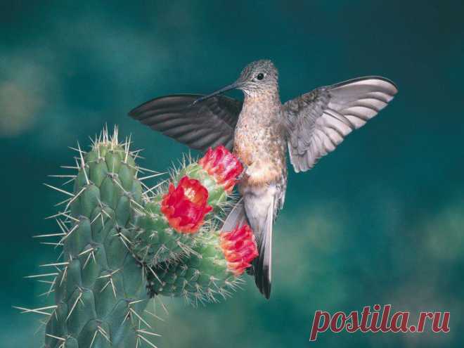 Исполинский колибри – самый крупный из семейства колибри. Краткое описание, фото и видео.