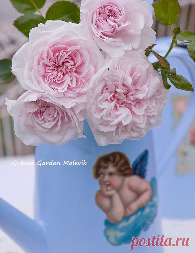 Цветочные композициии от ROSE GARDEN Malevik