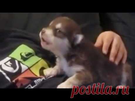 Воющий щенок-хаски стал звездой на YouTube