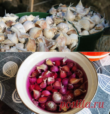 Чем обработать чеснок перед посадкой под зиму