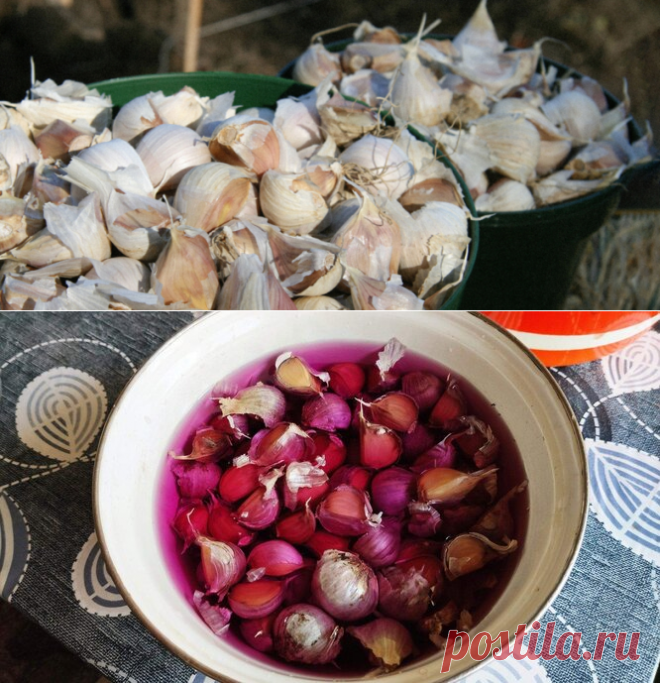 Чем обработать чеснок перед посадкой под зиму 