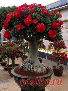 (10) Desert Rose Bonsai | Gardening