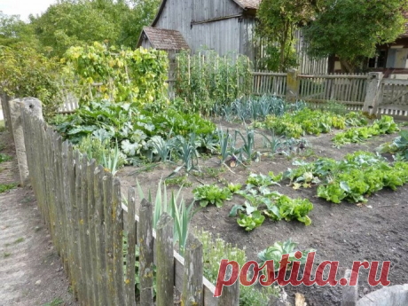 Соль, сахар, чеснок, кефир, горчица заменят химикаты