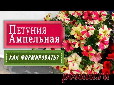 ФОРМИРУЕМ ампельную петунию. Первая ПРИЩИПКА