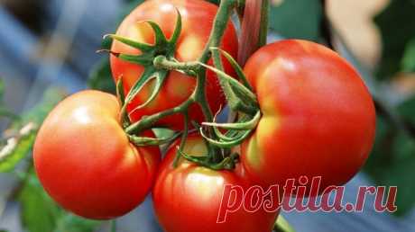 Вот для чего нужно подкармливать помидоры солью и как это сделать | ДАЧНЫЕ СОВЕТЫ | Яндекс Дзен