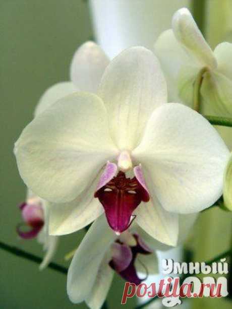 Как заставить Орхидею фаленопсис зацвести? | Хозяин и Хозяюшка
