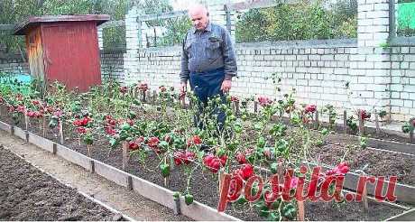 Болгарский перец - уход, формирование, сорта.