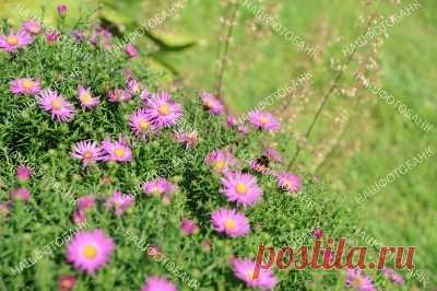 Астра альпийская Астра альпийская (лат. Aster alpinus) на фоне зелёной травы летом. Природный растительный цветочный фон. Цветы в природе.