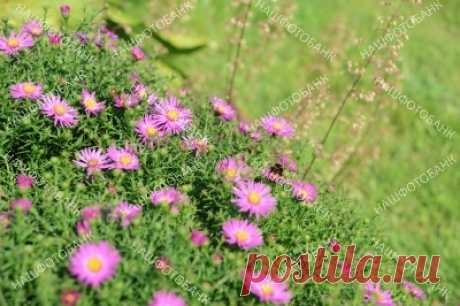 Астра альпийская Астра альпийская (лат. Aster alpinus) на фоне зелёной травы летом. Природный растительный цветочный фон. Цветы в природе.