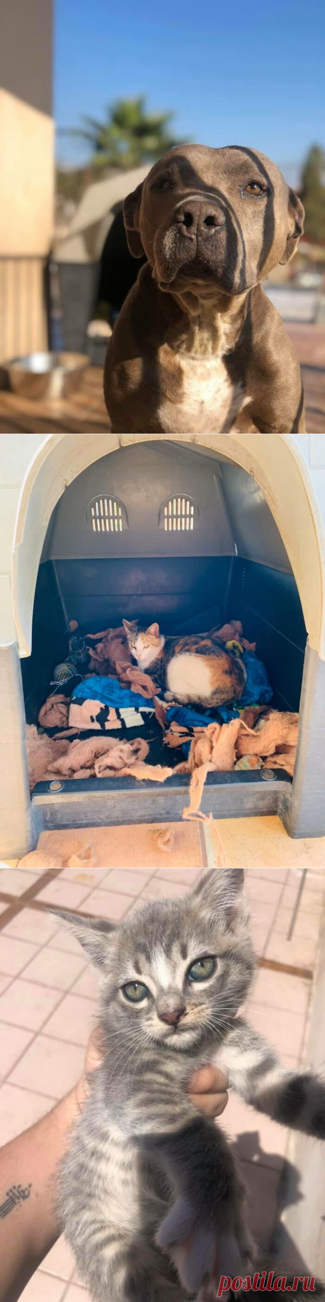 Питбуль попросил у хозяина разрешения приютить у себя в будке беременную кошку, чтобы она могла родить