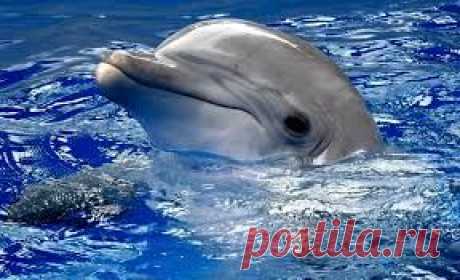Президенту РФ Владимиру Владимировичу Путину: 
Закрыть в России переездные дельфинарии!