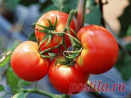 Как вырастить рассаду томатов дома