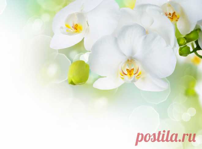 Orchid 41256_ 花 写真 _Flower class_ Gallery Wallpaper_68Design