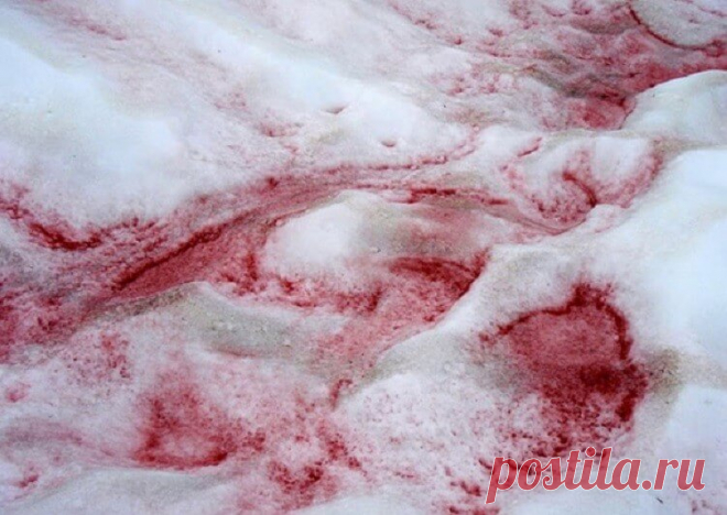 Арбузный снег: почему в горах снег становится красным и сладко пахнет арбузом | Журнал 