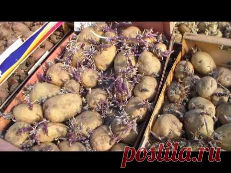 Высокий урожай картофеля, способ выращивания. - YouTube
