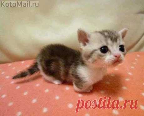 Котенок манчкина | KotoMail.ru