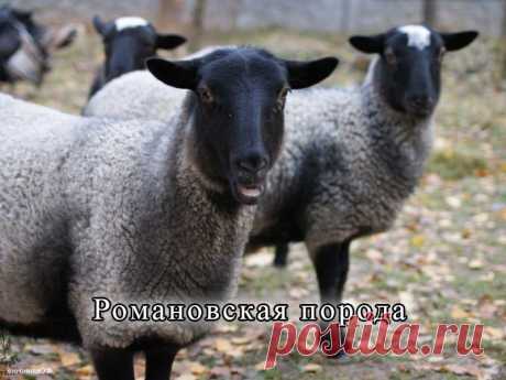 Лучшие породы овец мясного направления (фото видео)