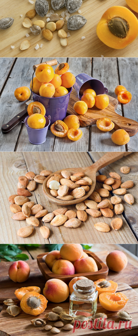 Косточки абрикоса: польза и вред для организма