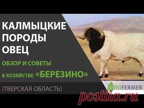 Калмыцкая порода овец. Содержание и особенности в хозяйстве Березино. - YouTube