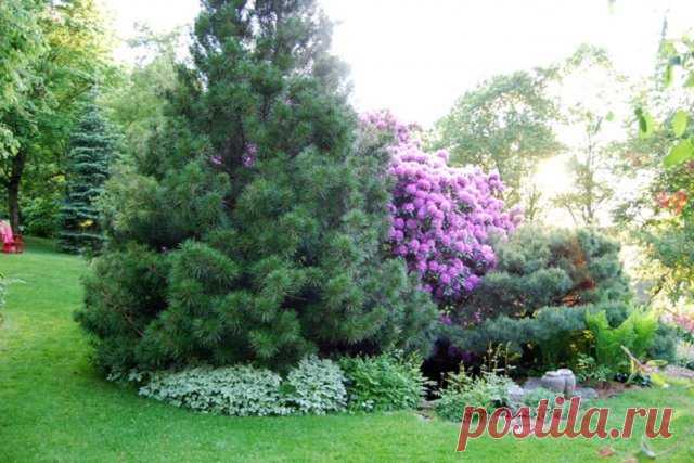 Хвойные деревья в саду – о чем нужно помнить при посадке и выращивании