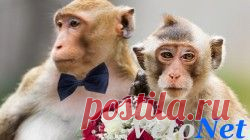 В Индии поженили обезьян