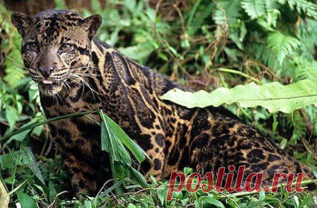 Самым новым видом диких кошек является Борнейский дымчатый леопард (Neofelis diardi). В 2006 году ученые доказали, что эта форма отличается от дымчатого леопарда. Весят они до 25 кг.