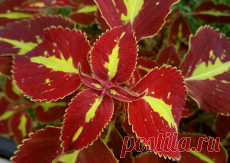 Колеус (Coleus Saturn): фотогалерея сорта ~ Planetalsad