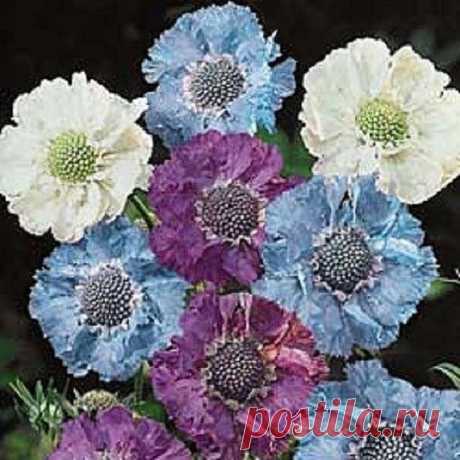 30+ Isaac House Mix Pincushion Scabiosa / Perennial Flower Seeds 30+ Seeds. Easy to grow from fresh seed. Will come back every year. Full sun or partial shade. Grows to 32 inches tall. Fresh seeds. Can be started indoors in winter to be transplanted outdoors in spring, or can be sown directly into the ground in spring or summer. Combined shipping discount...all additional items ship free. Please see all of the other seeds we have listed on etsy. Instructions included.