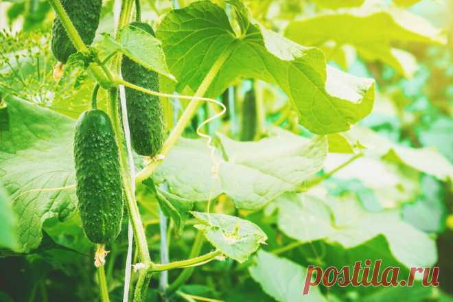 Как увеличить урожай огурцов при помощи борной кислоты | Огородные шпаргалки | Яндекс Дзен