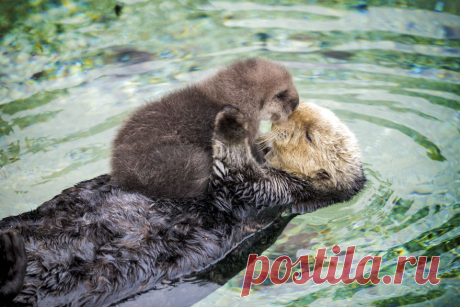 Giorno Vecchio Otter Pup si addormenta sul suo galleggiamento pancia della mamma | Bored Panda
