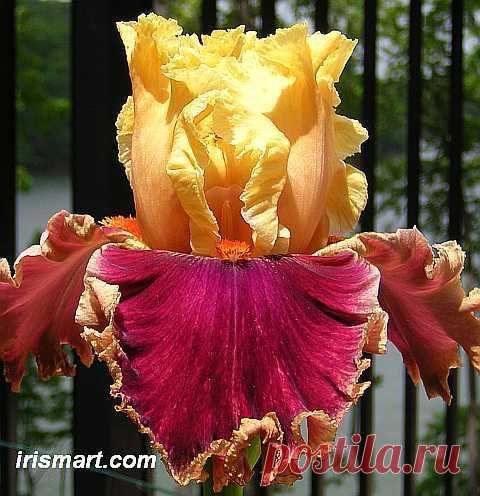 decadence - tall bearded iris for sale - irises on sale rhizomes tubers | Anita Bontekoe приколол(а) это к доске Gardening