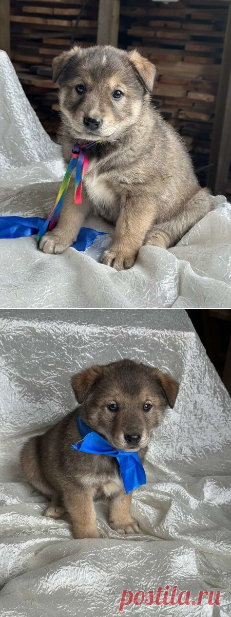 Щeнки-мeдвeжатa в добрые руки! Москва и МО – Животные ищут дом, пользователь Юлия Бельская | Группы Мой Мир