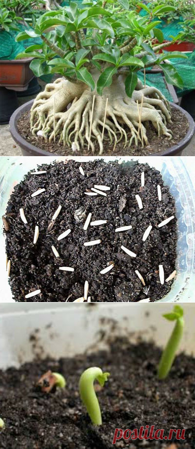 Адениум обесум прорастание семян. Семена адениум на алиэкспресс. Адениум ростки. Как прорастить семена адениума. Адениум из семян.