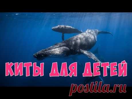 Киты для детей | Развивающие видео для детей | Карточки Домана - YouTube