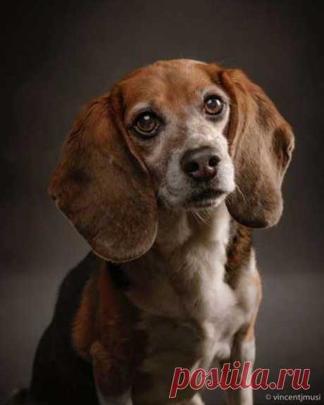 Очаровательные портреты собак от фотографа Винсента Дж. Муси