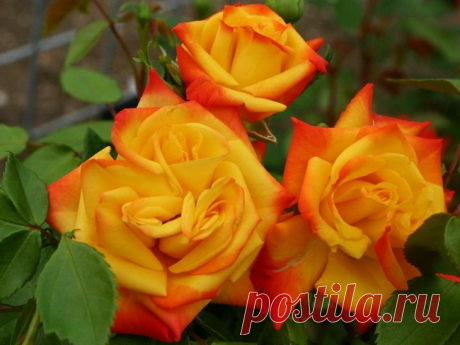 Роза флорибунда Самба
Роза Самба Пати относится к группе флорибунда, что в переводе означает «обильноцветущая». Сорт вполне оправдывает это наименование, поскольку цветение продолжается практически всё лето. Окраска бутона этого сорта в начале распускания жёлтая, с алым кантом по краям