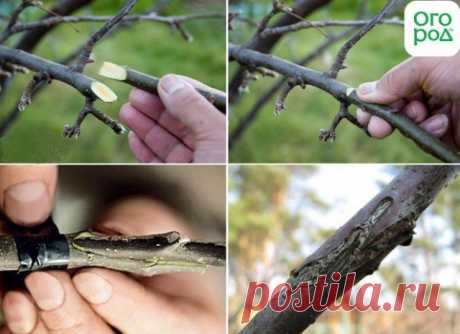 Копулировка плодовых деревьев – инструкция для новичков | Уход за садом (Огород.ru)