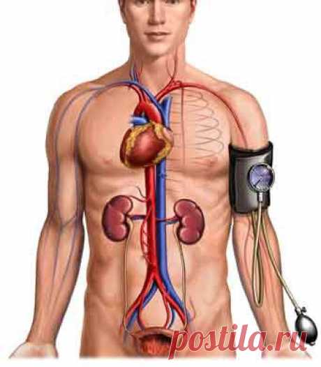 Самостоятельное измерение артериального давления в домашних условиях. Сайт о лечении гипертонии. Учим, как снизить давление до нормы