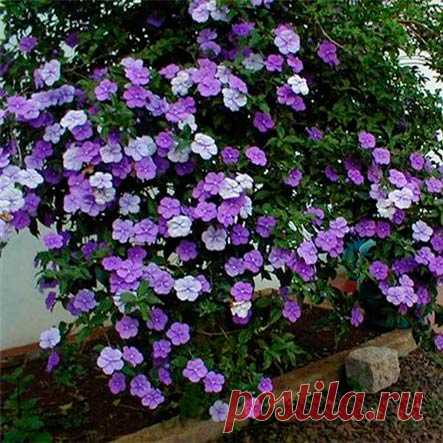Комнатное растение Брунфельсия (Brunfelsia). Родина этого медленно растущего вечнозеленого кустарника - заболоченные леса Бразилии. Крупные ароматные цветки появляются обычно весной и держатся до конца лета. Их оттенки варьируют от сине-фиолетового и бледно-лилового до белого. Отдельные цветки держатся только несколько дней, но все время появляются новые. Культивируют брунфельсию в теплых светлых комнатах или теплицах. Растение чувствительно к перепадам температур и не переносит известковых почв