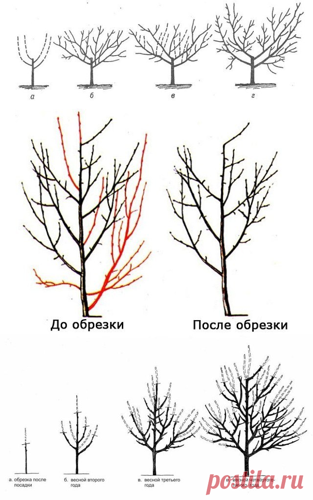 Обрезают ли сливу. Схема обрезки плодовых деревьев весной. Схема обрезки плодовых деревьев осенью.