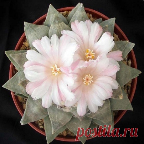 Ариокарпус