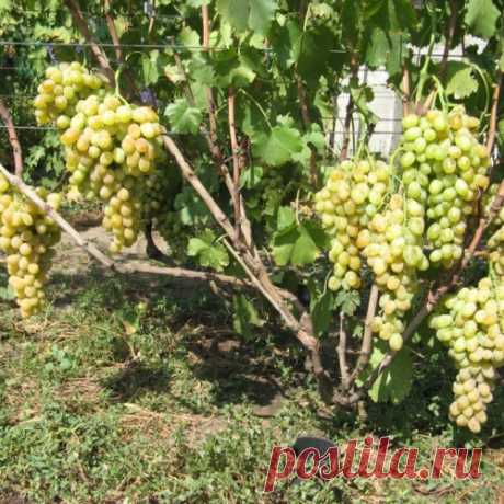 Восстановление кустов винограда с нуля