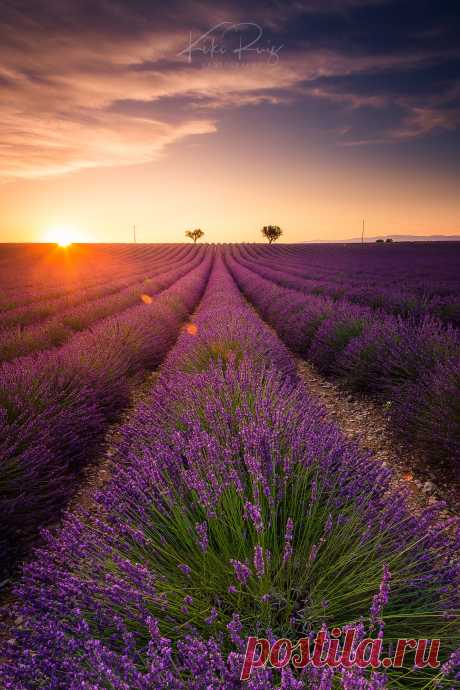 Fantasy Lines on the Lavender Fields Golden hour light over lavender fields at Valensole (Provence, France).