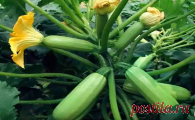 What to feed the zucchini for abundant fruiting and from rotting In order to get