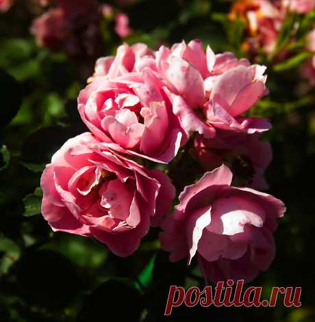 РОЗАРИЙ ботанического сада.Питер - 60 фото. Фотографии Ирина *************.