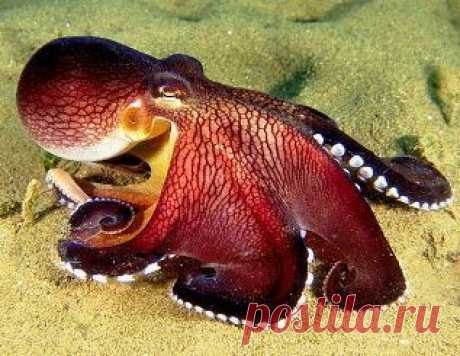 Интересные факты о морских обитателях. Медузы и осьминоги.. Интересные факты из жизни