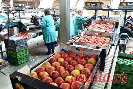 Россельхознадзор пригрозил Швейцарии продуктовым эмбарго из-за яблок | Банки РФ