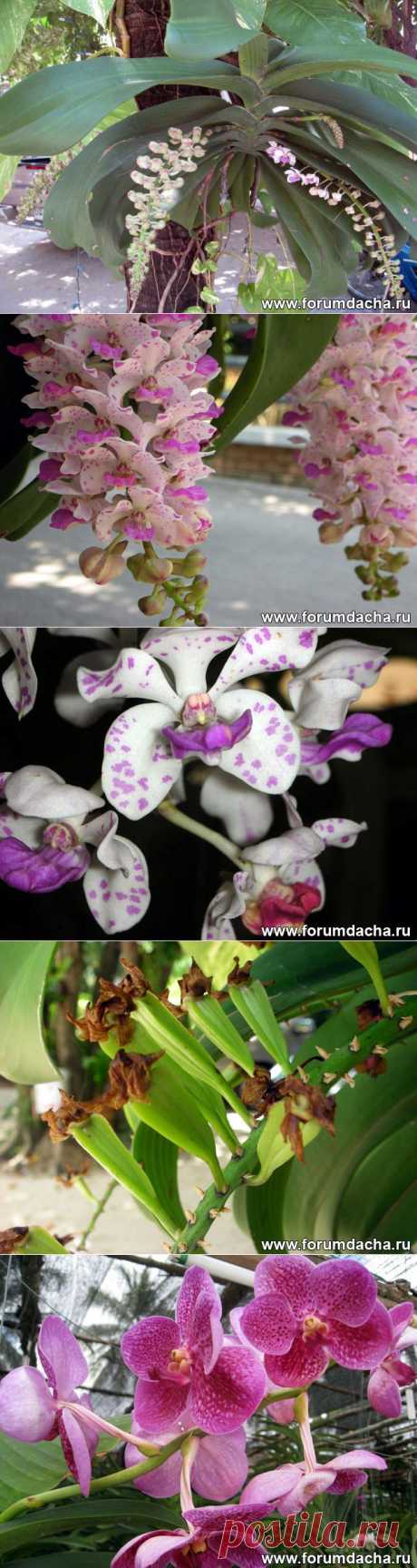 Фото орхидей. Фаленопсис, Ванда, Онцидиум, Дендробиум и ...